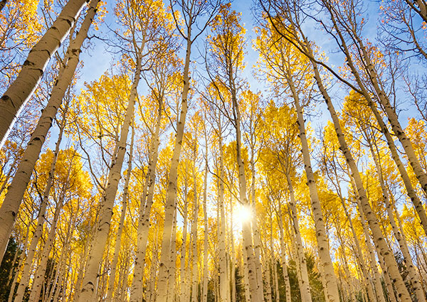 Flagstaff aspens in the fall at Lockett Meadow