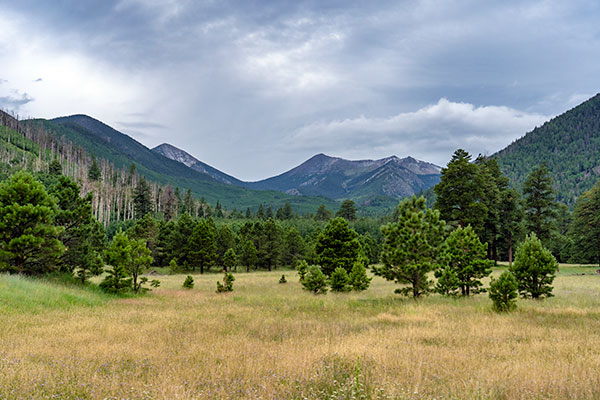 Flagstaff in the spring at Lockett Meadow