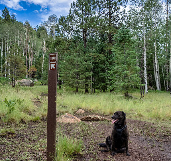 Flagstaff in the summer on the Viet Springs hiking trail