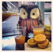 The Toasted Owl Cafe